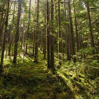 Ein schöner grüner Wald