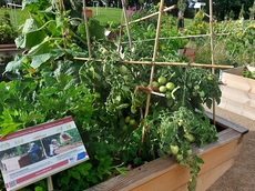 Auch Tomaten können im Rollibeet gepflanzt werden