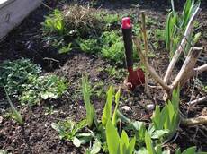 Gartenkelle im Rollibeet