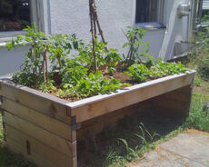 Tomaten, Erbsen und Co versprechen eine reiche Ernte