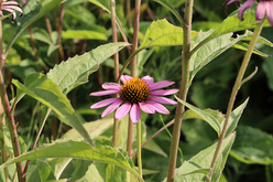 Ein Roter Sonnenhut im Garten