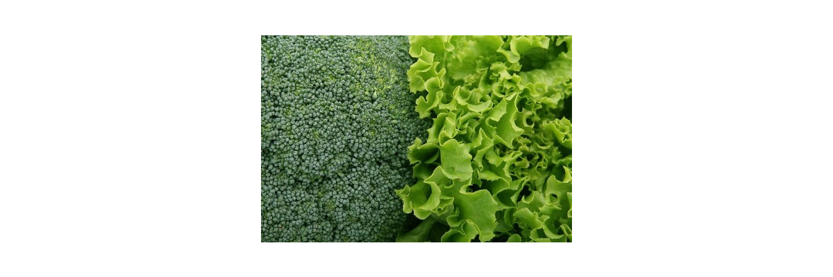 Dein Rollibeet im August - Rollibeet im August - Erntezeit für alle Gemüsegärtner
